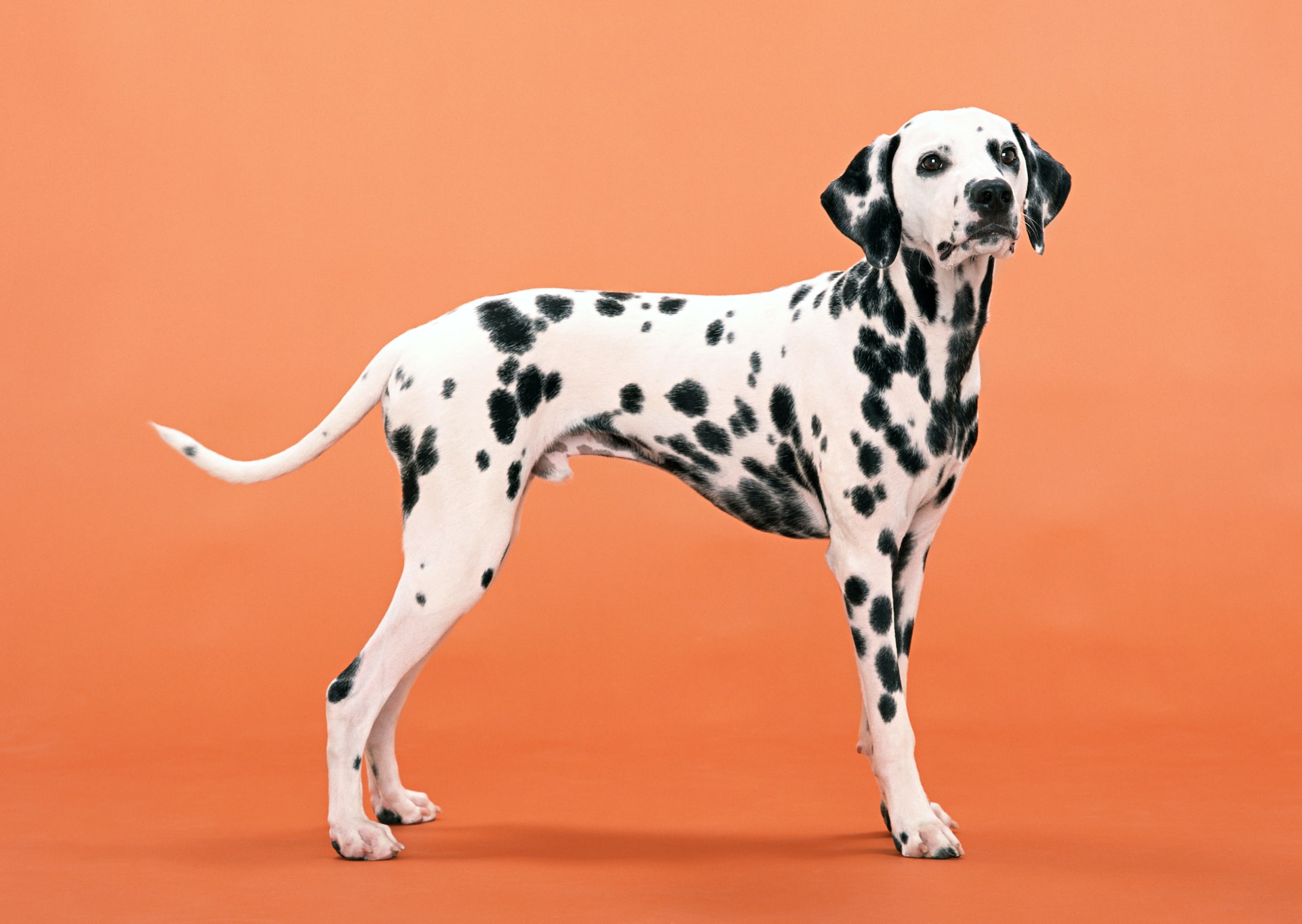 What Is the Lifespan of a Dalmatian?