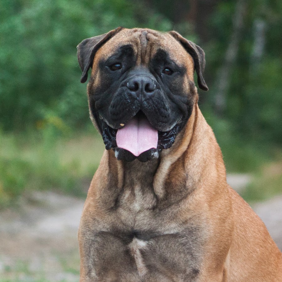 bullmastiffs