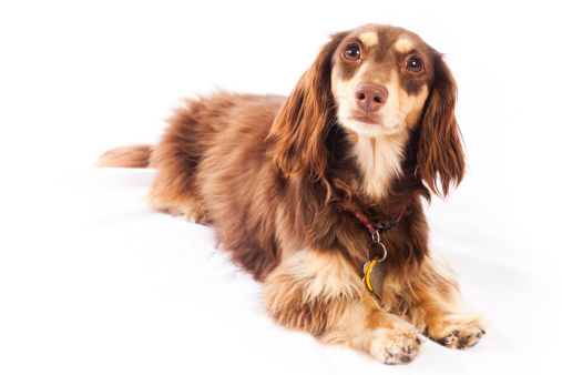 how to groom a long haired dachshund