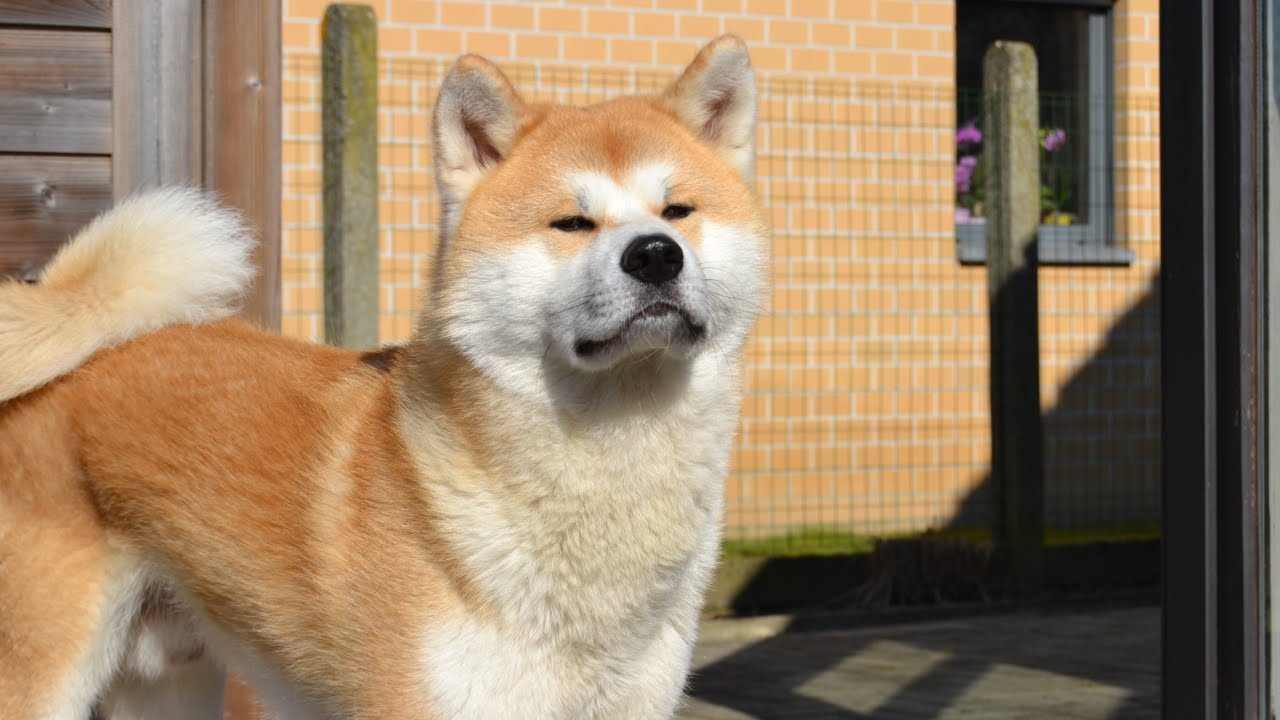 akita dog