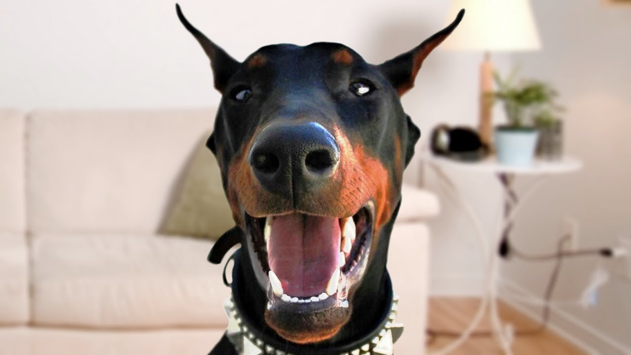 doberman pinscher