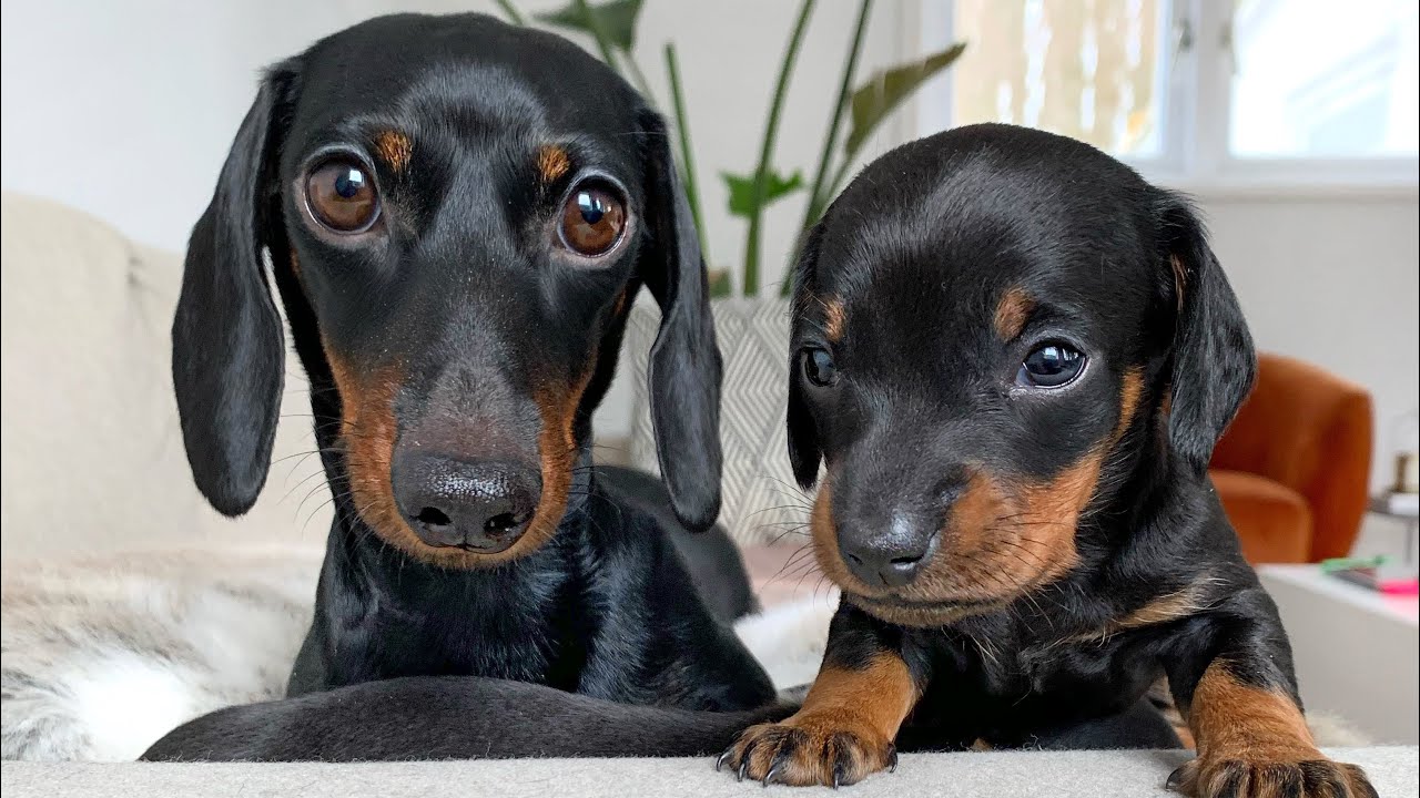 dachshund