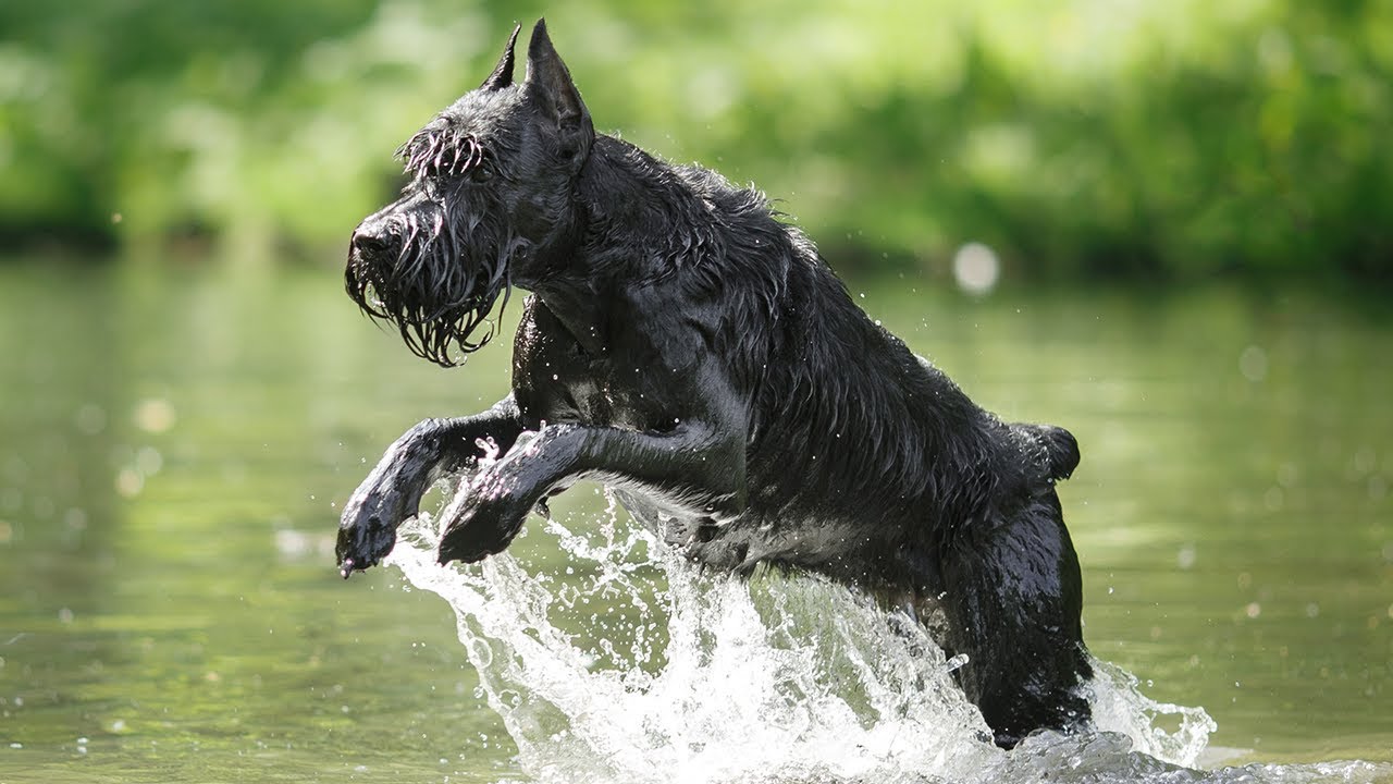 giant schnauzer