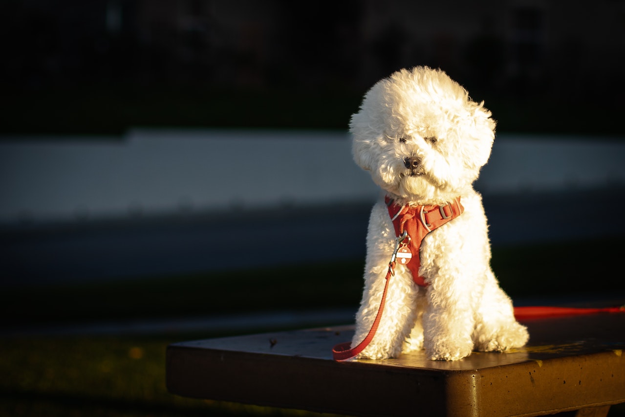 bichon frise vs maltipoo