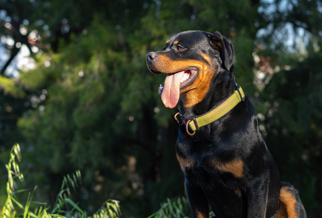 what does a rottweiler dog look like