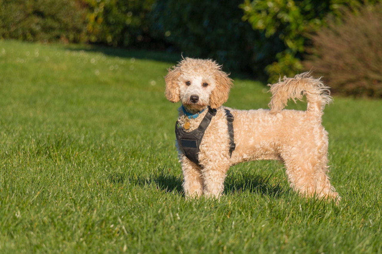 bichon frise vs maltipoo