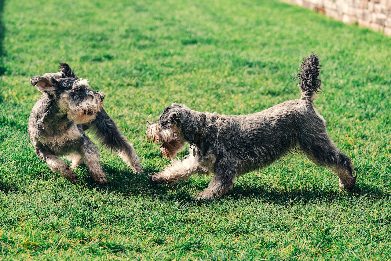 giant schnauzer vs standard schnauzer