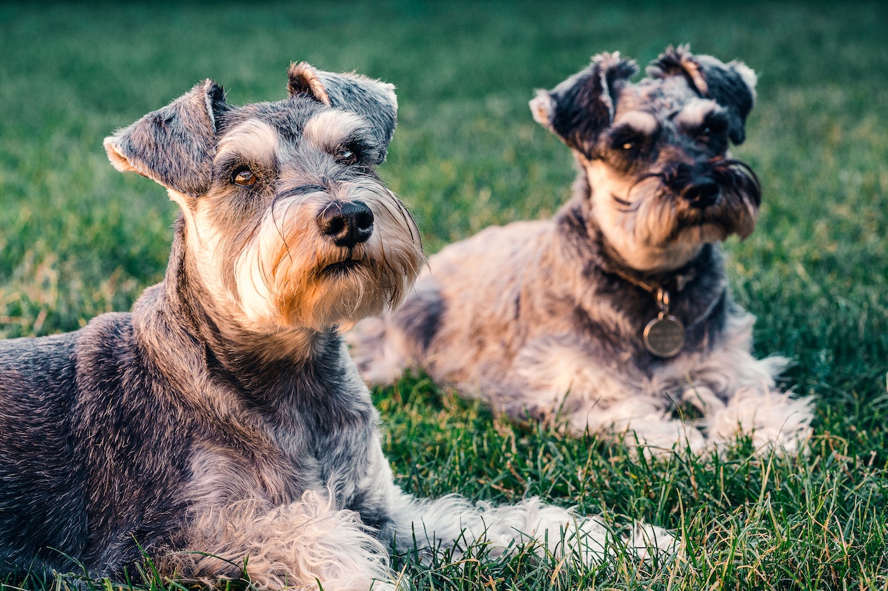 giant schnauzer vs standard schnauzer