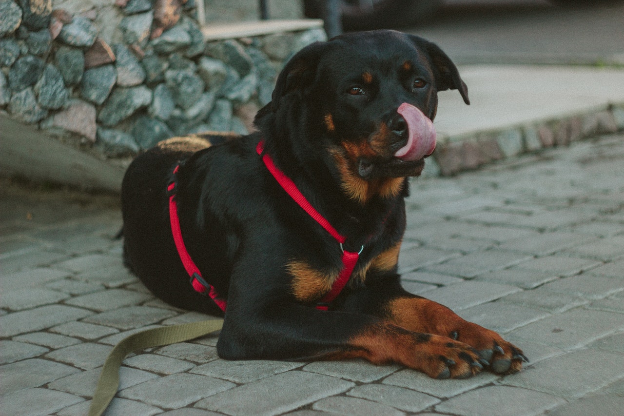 what does a rottweiler dog look like